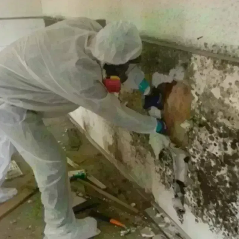 Mold Remediation and Removal in Little Canada, MN